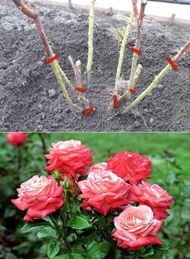Роза бомбастик кустовая: фото, описание, отзывы || кустовая роза бомбастик сорта