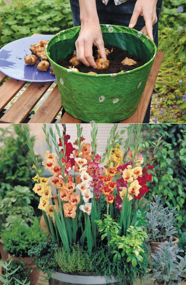 Гладиолусы в кашпо.: группа садовые цветы и флористика