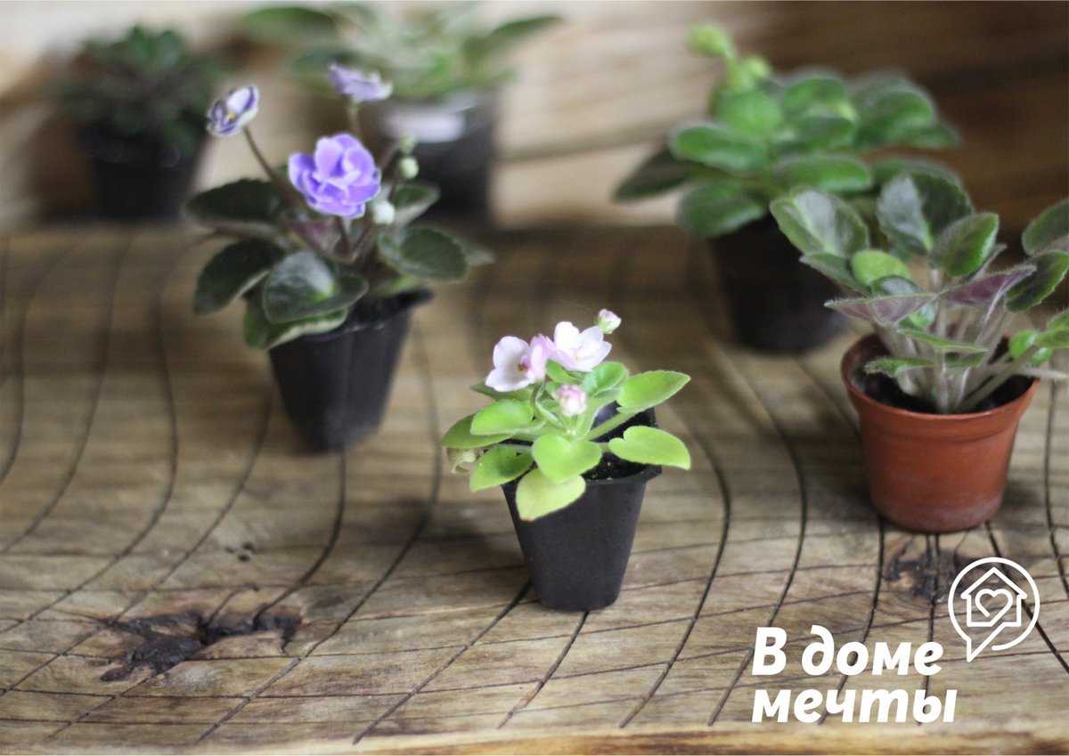 Фиалка комнатная: как ухаживать, размножать и заставить цвети