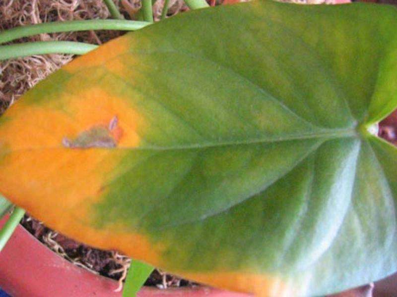 Как лечить болезни листьев антуриума – спасаем мужское счастье