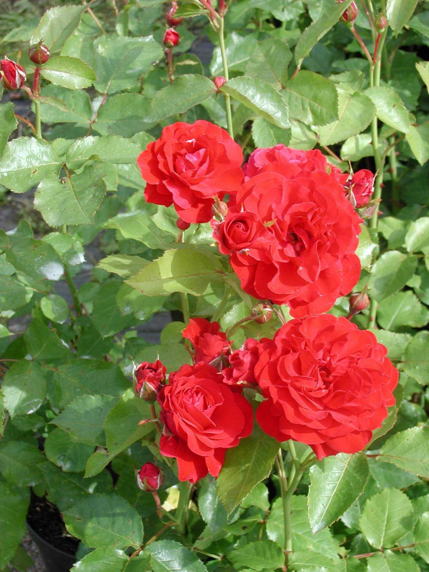 Роза флорибунда нина вейбул: фото и описание, посадка и уход