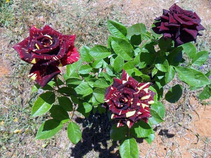 ✅ о розе абракадабра (abracadabra ): описание чайно-гибридной плетистой розы