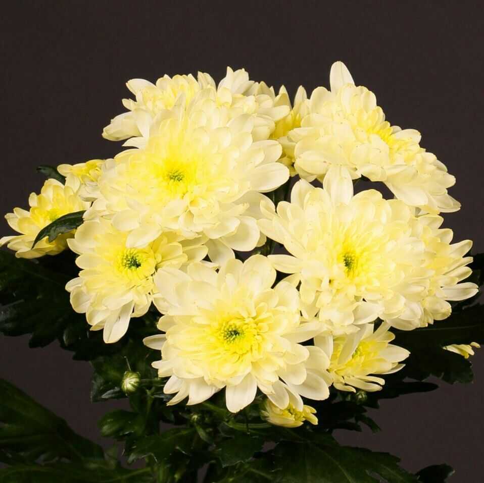 Хризантема Зембла — что это за цветок, история селекции, популярные разновидности, как выглядят Выращивание кустовой хризантемы Зембла микс в саду, как ухаживать за растением Способы размножения цветка