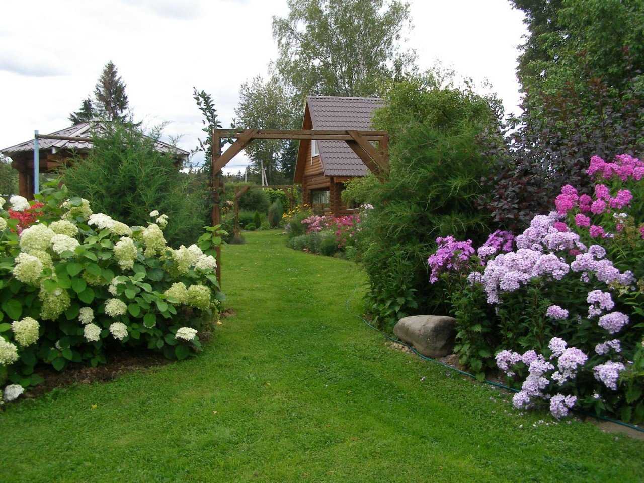 Композиции с метельчатой или древовидной гортензией в ландшафтном дизайне сада