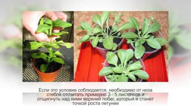 Выращивание ампельной петунии и уход: прищипывание для шикарного пышного цветения