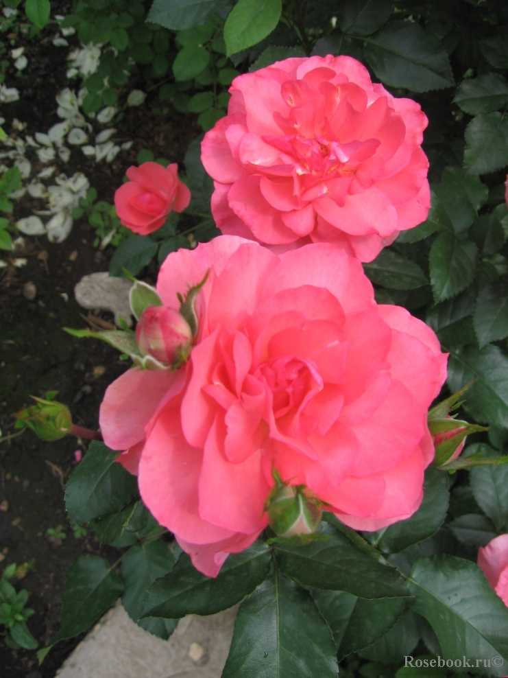 Роза надья мейяндекор идеальный золотистый шраб - дневник садовода flowerbar-ekb.ru