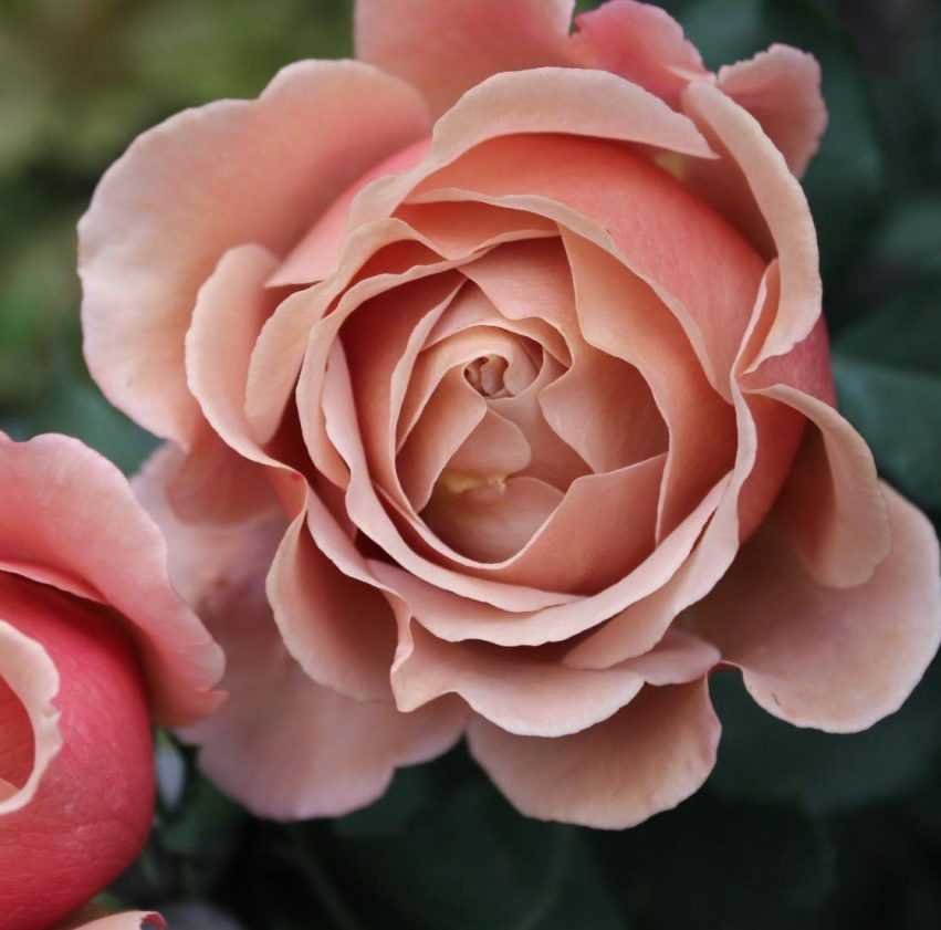 Роза Коко Локо Koko Loko — использование флорибунды в ландшафтном дизайне Что это за сорт, описание и характеристики цветка Особенности выращивания в открытом грунте, как ухаживать, с какими сортами лучше всего сочетается