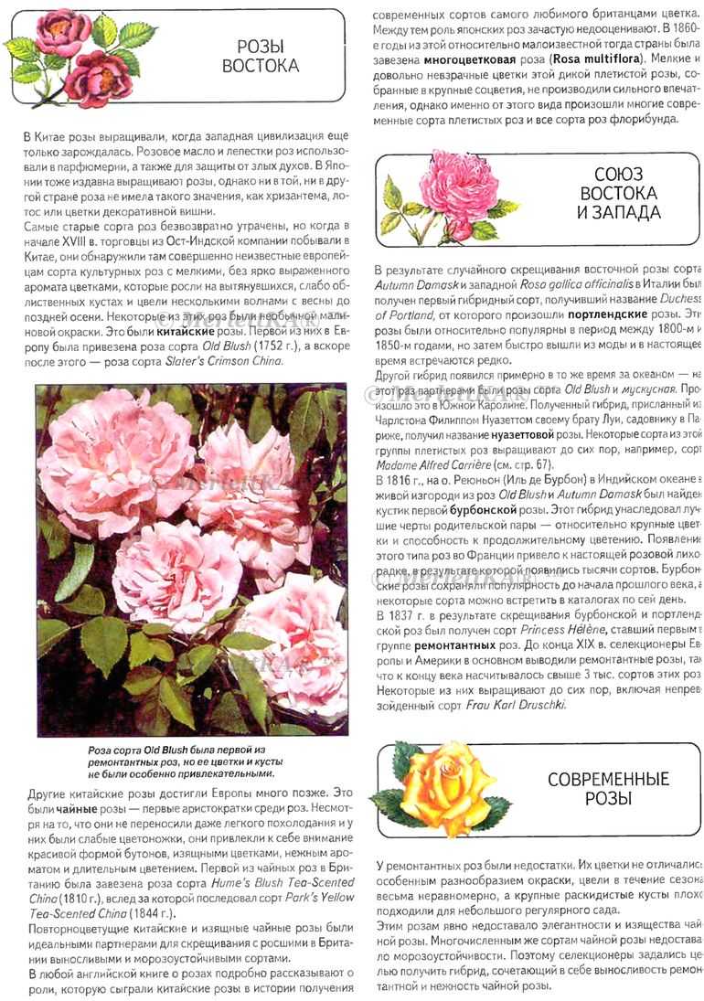 Домашняя или комнатная роза - уход и выращивание | о розе