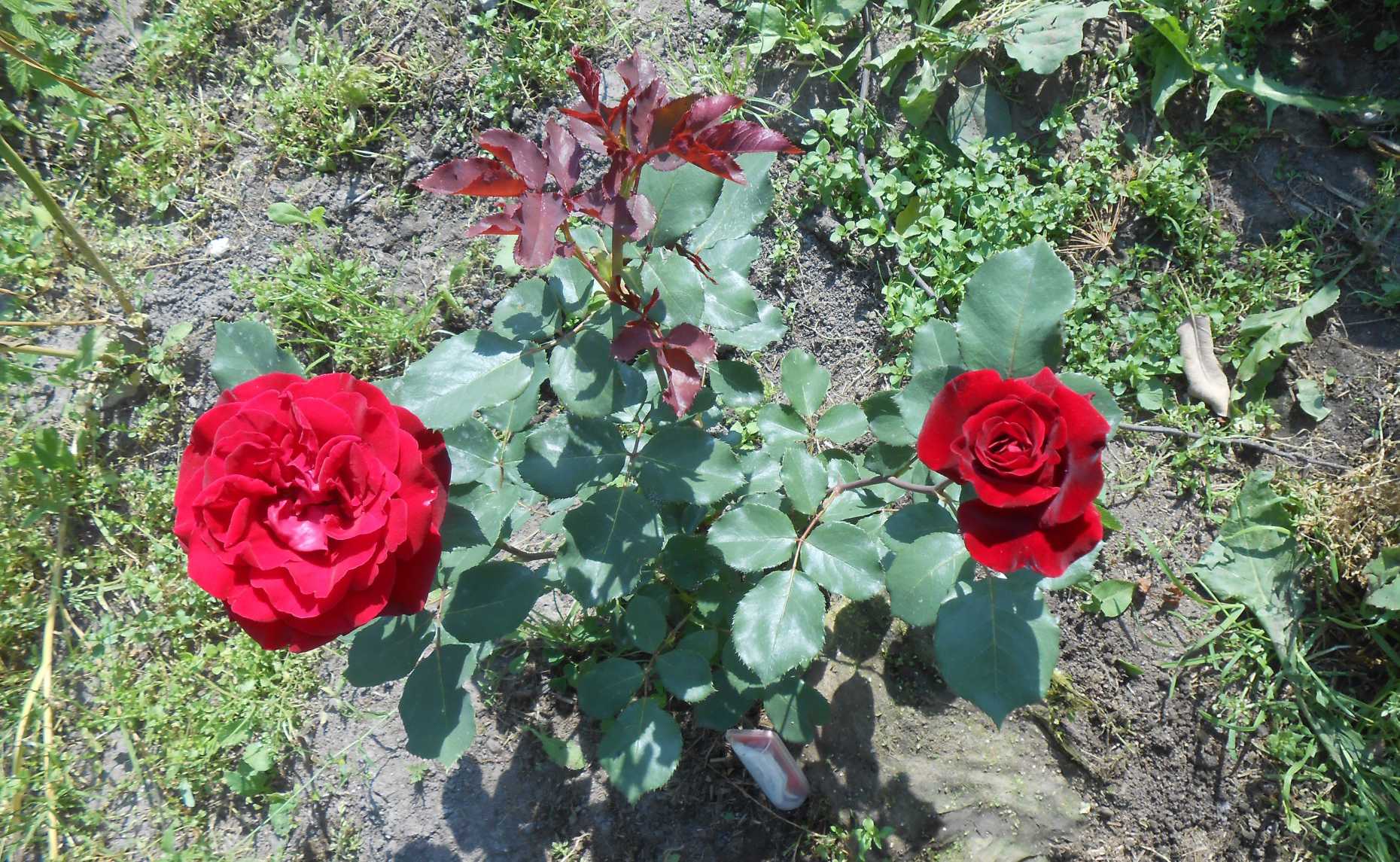Плетистая роза дон жуан посадка и уход в открытом грунте - сад и огород
