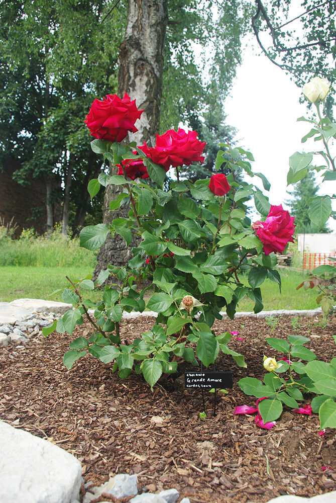 Роза гранд аморе: фото и описание данного супер сорта, использование в ландшафтном дизайне и история возникновения, а также нюансы цветения и ухода за растениемдача эксперт