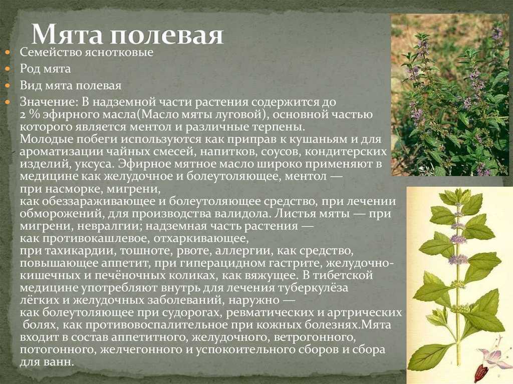 Мята полевая описание - дневник садовода semena-zdes.ru