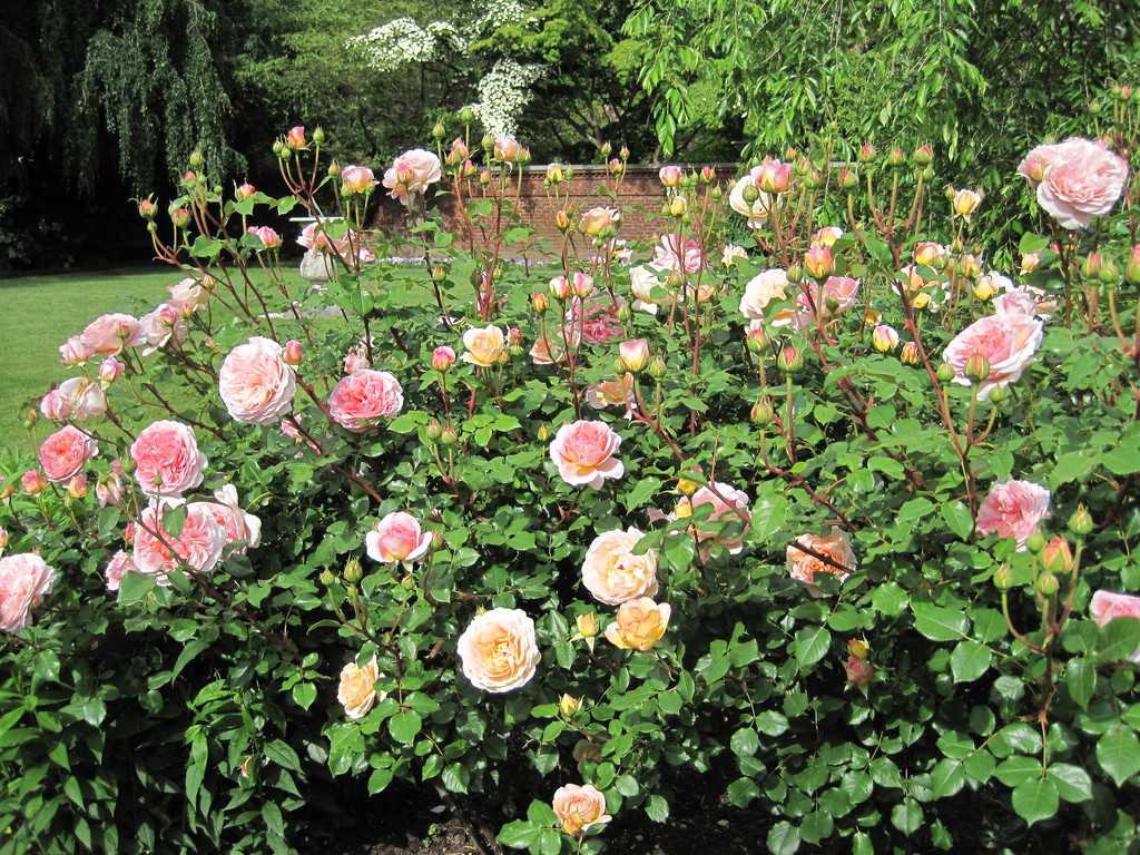 Абрахам дерби — abraham darby (austin, 1985)