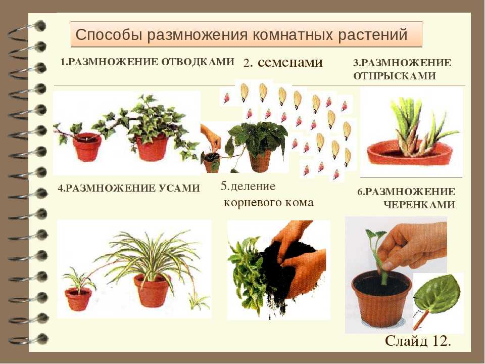 Хлорофитум кудрявый — цветок для самых занятых цветоводов
