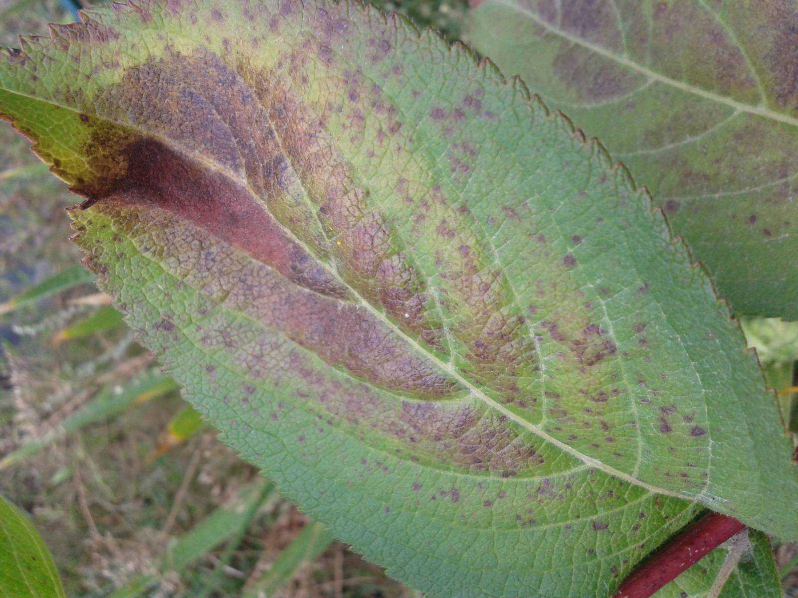 Почему у гортензии сохнут, вянут и осыпаются листья, как спасти растение от гибели, можно ли реанимировать