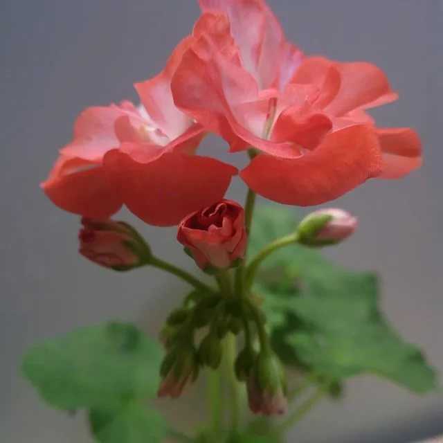 Чайно-гибридная роза ингрид бергман: фото, описание, условия выращивания
