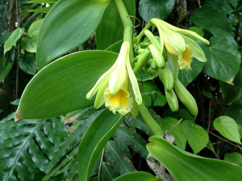 Как ухаживать за орхидеями – 7 шагов для новичка