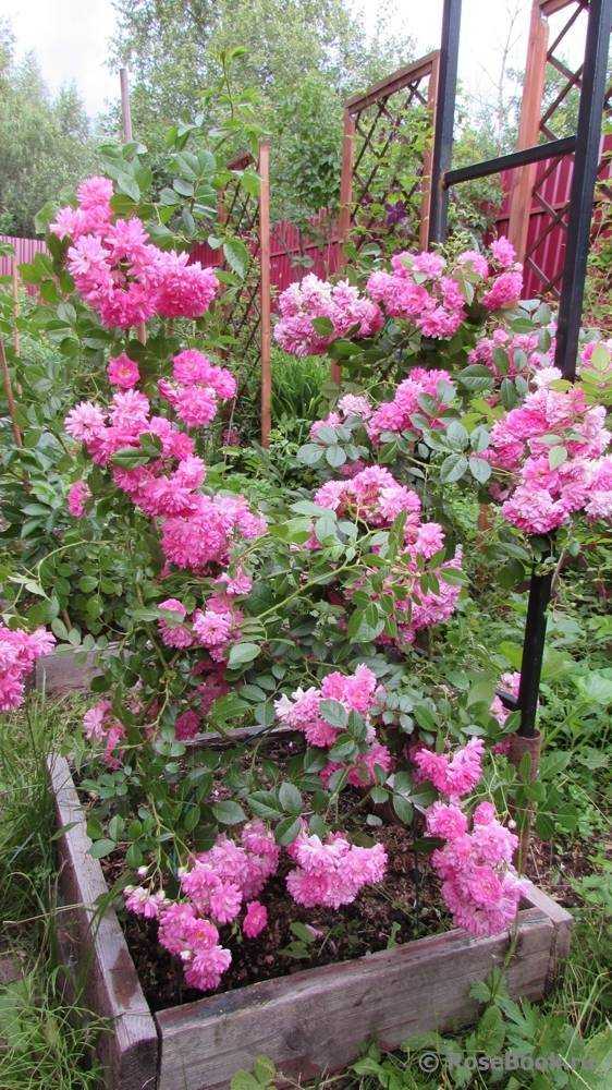 Дороти перкинс роза - характеристики сорта, описание внешнего вида и отзывы о выращивании