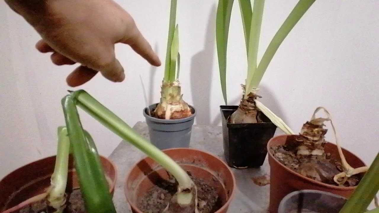 Почему гиппеаструм не цветёт: что делать, как заставить его цвести в домашних условиях, особенности ухода