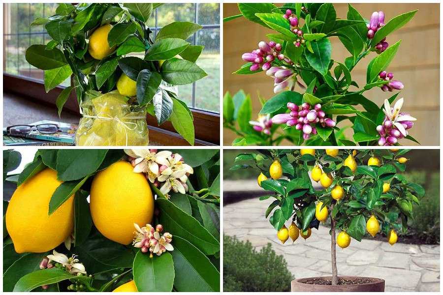 Лимон: описание, уход, выращивание, размножение и рецепты