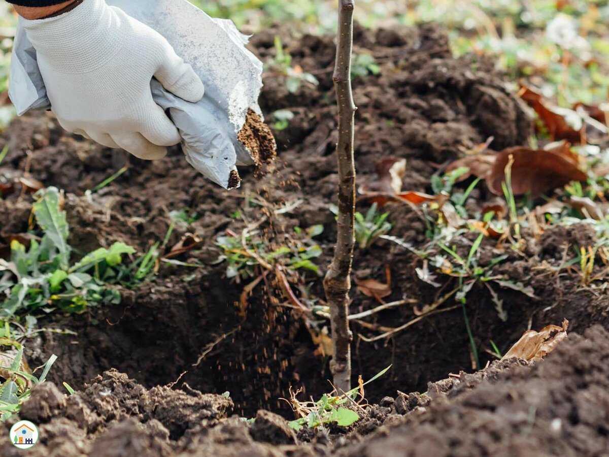 Как правильно посадить абрикос весной: особенности и пошаговая инструкция