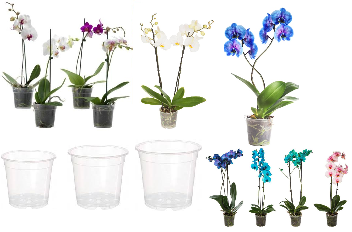 Какой горшок нужен для орхидеи: виды и советы по выбору