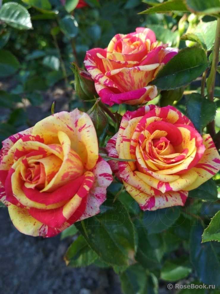 Роза файер флеш: описание сорта