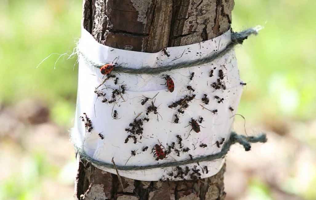 Чем обработать яблоню от муравьев
