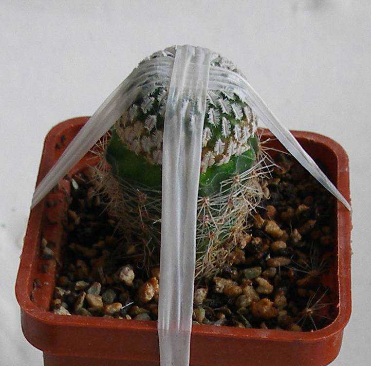 Как пересадить кактус — в другой горшок, чтобы не уколоться, в домашних условиях Выбор сосуда и грунта, варианты дальнейшего ухода за цветком: полив, подкормка и другие