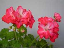 Пеларгония розебудная: обзор сортов с фото, особенности ухода