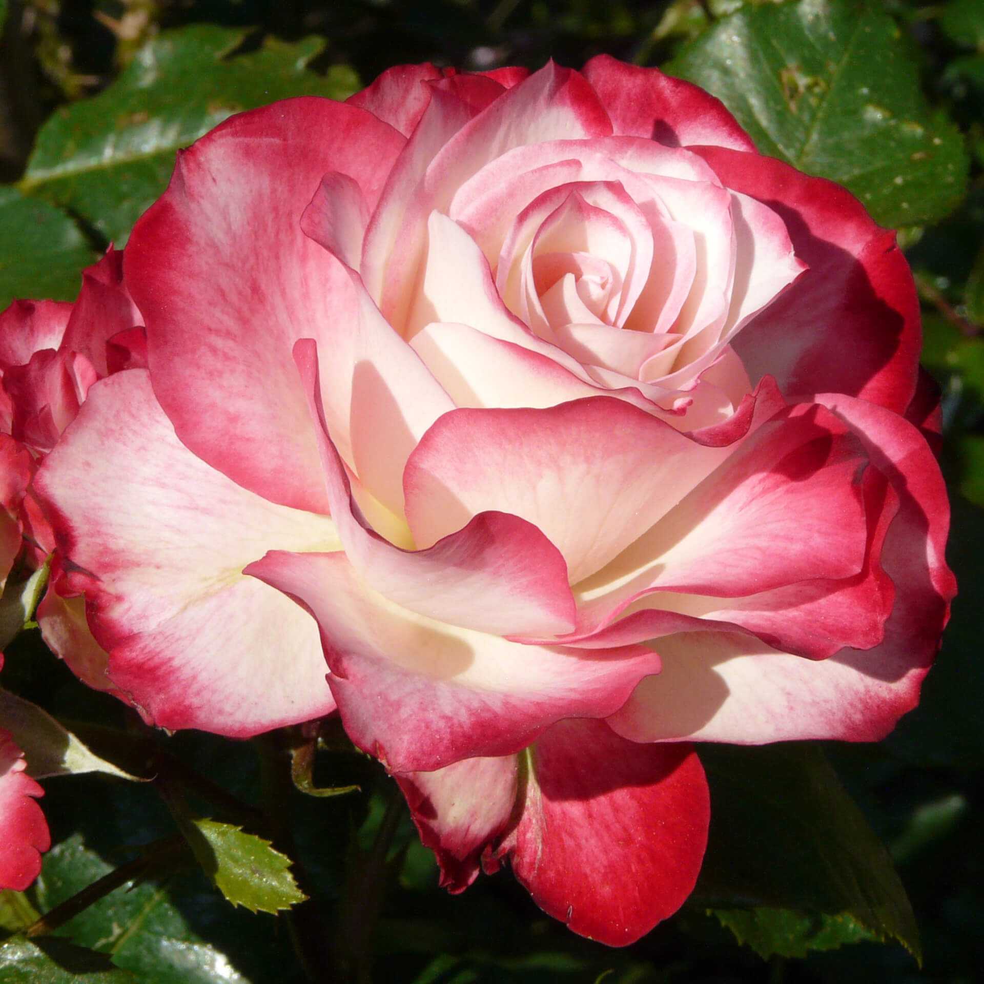 Роза юбилей санкт-петербурга: особенности сорта, посадка и уход