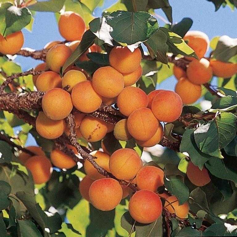 Размножение абрикоса: от саженца до дерева