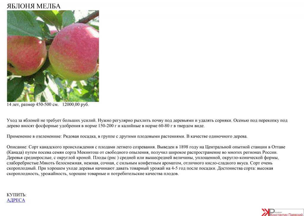 Яблоня мельба: описание сорта, фото, отзывы дачников