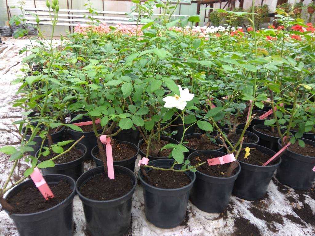 Гибискус суданская роза: selo.guru — интернет портал о сельском хозяйстве