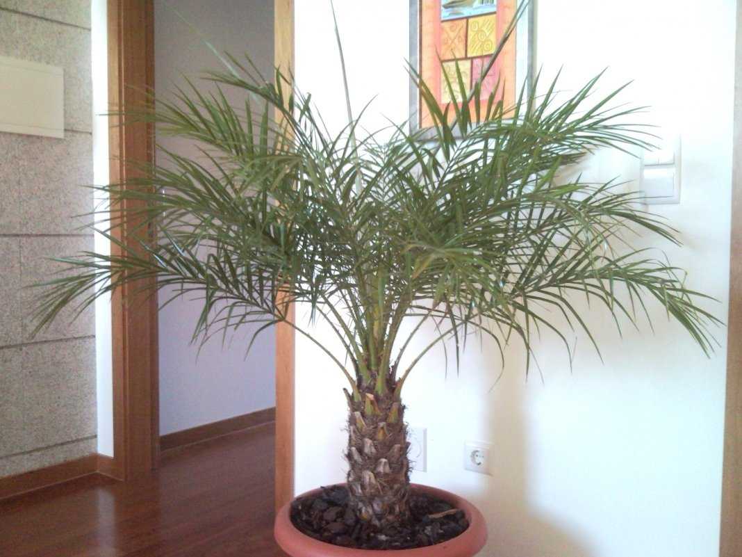 Финиковая пальма: уход в домашних условиях