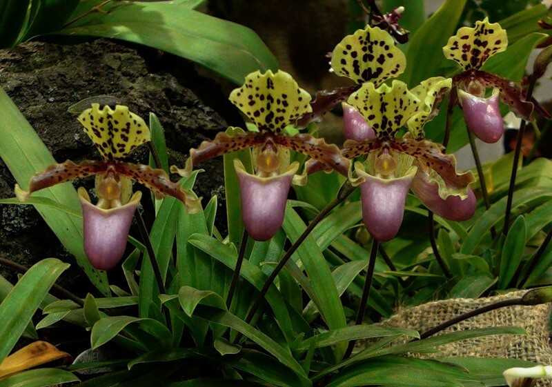 Орхидея пафиопедилум или венерин башмачок (paphiopedilum). уход, посадка и размножение в домашних условиях.