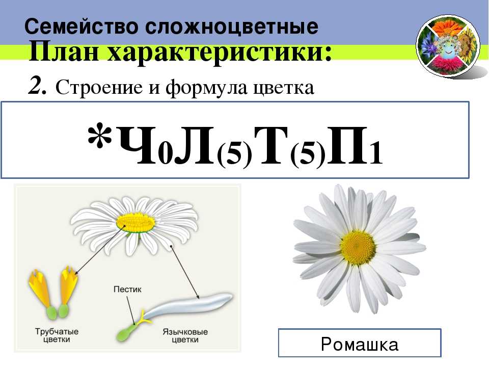 Пиретрум: советы по посадке и уходу за цветком в открытом грунте