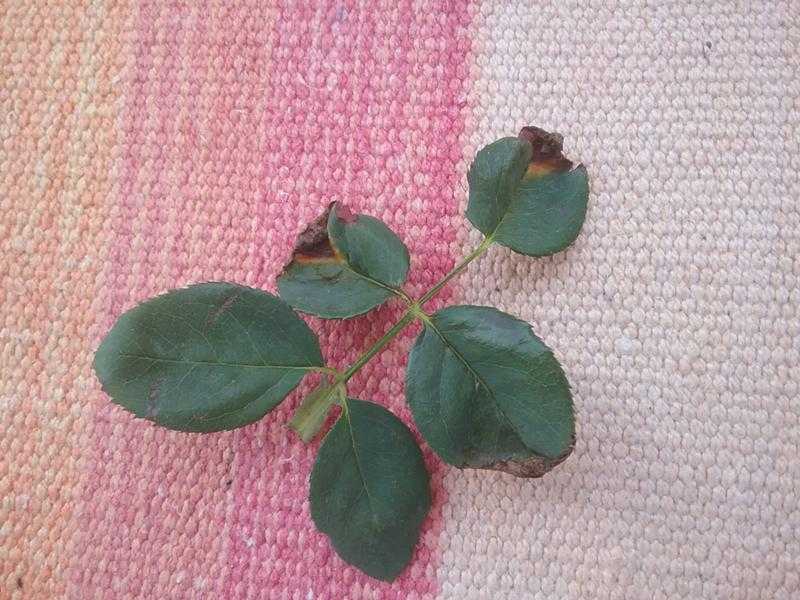 Суданская роза: выращивание, полезные свойства каркаде