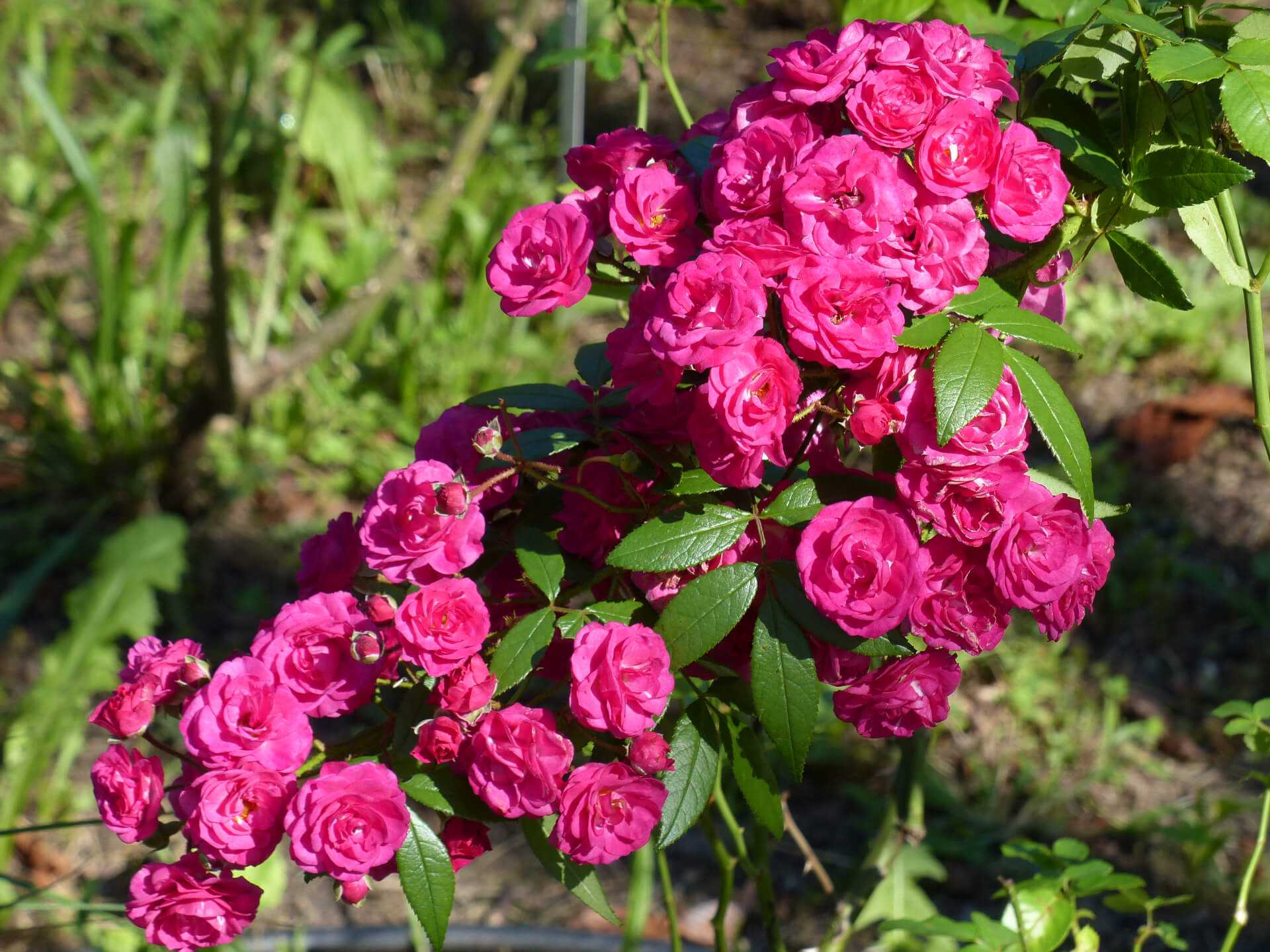 Мускусные розы: особенности, популярные сорта, тонкости посадки и ухода
