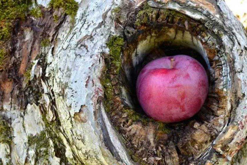 Как заделать дупло в яблоне, чем замазать на стволе, чтобы оно не гнило, как замазать на плодовом дереве, монтажной пеной
