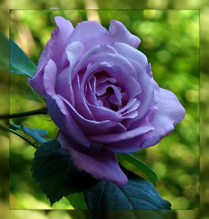 Роза blue moon - цветочный мир