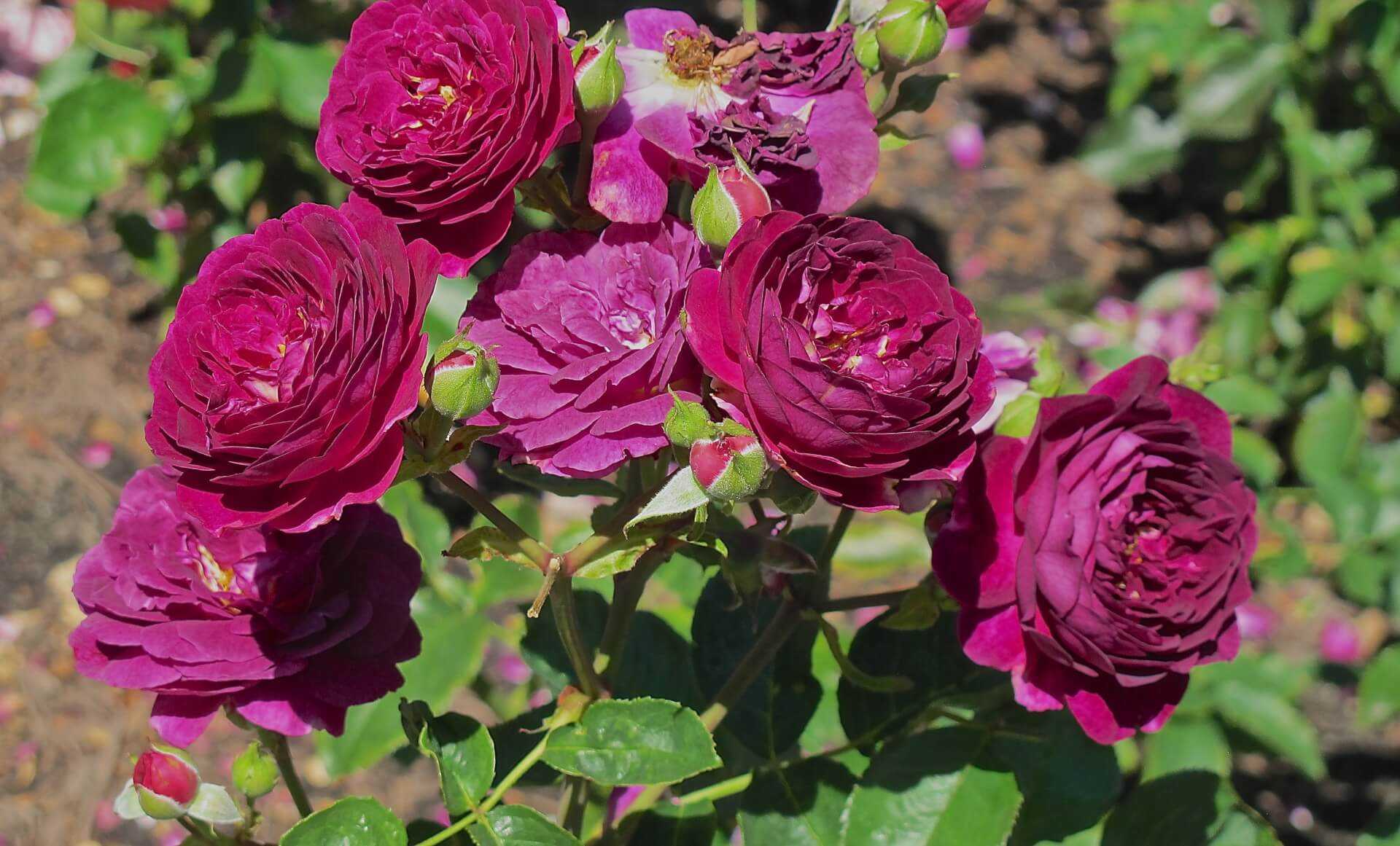 Роза Эбб Тайд Ebb Tide, Purple Eden или Weksmopur— описание флорибунды, преимущества и недостатки, как выглядит Как выращивать садовую культуру, агротехника и последующий уход за сортовым цветком