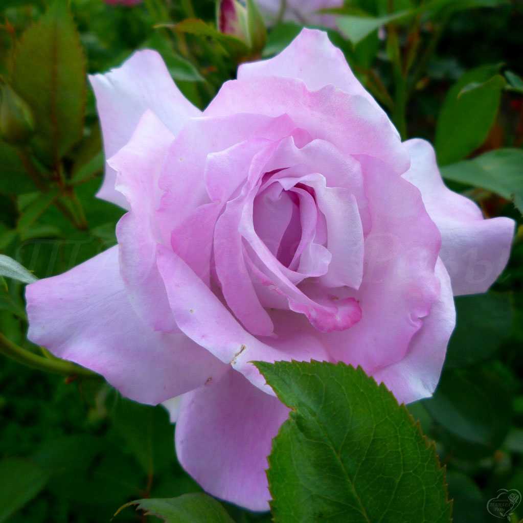 ✅ о розе голубой нил (блю нил): описание и характеристики чайно-гибридной розы