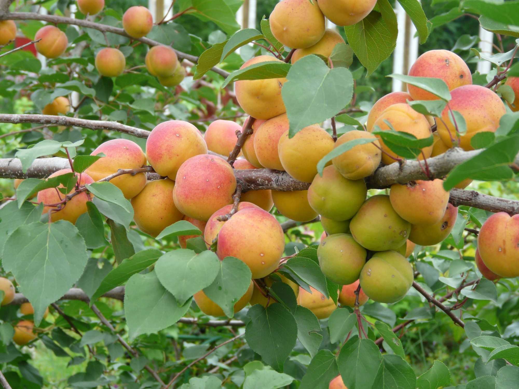 Абрикос: посадка и уход — простые правила. особенности выращивания абрикоса: выбор саженца, правильная посадка и уход, фото