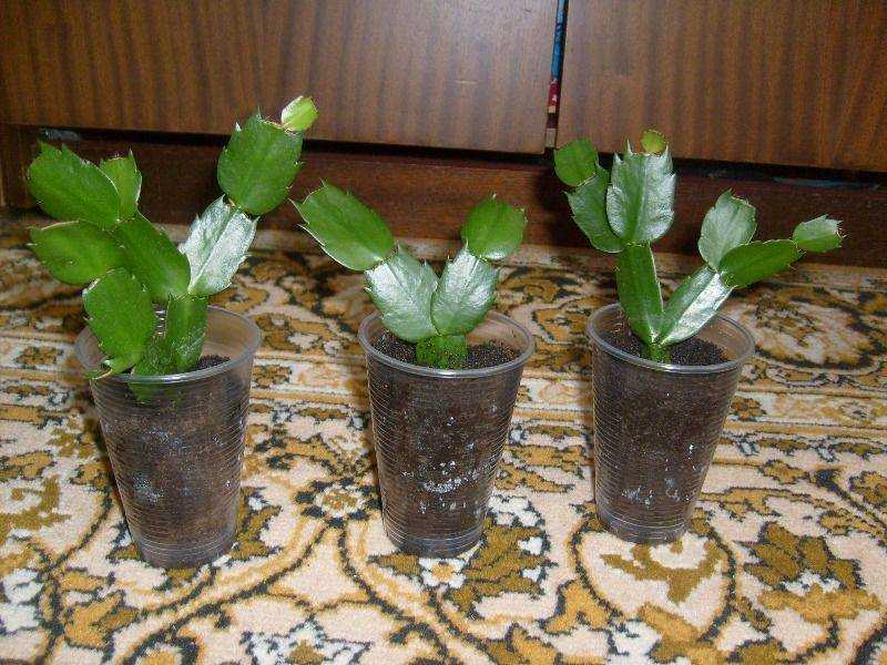 Как посадить кактус без корней - 5 простых шагов
