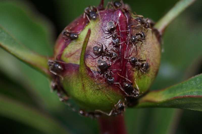 Как избавиться от муравьев на бутонах пионов