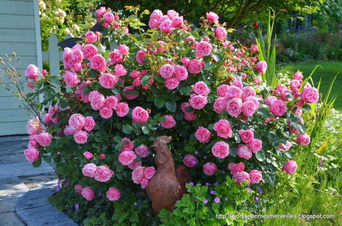 Полиантовая роза: сорта, фото, описание, отзывы, видео