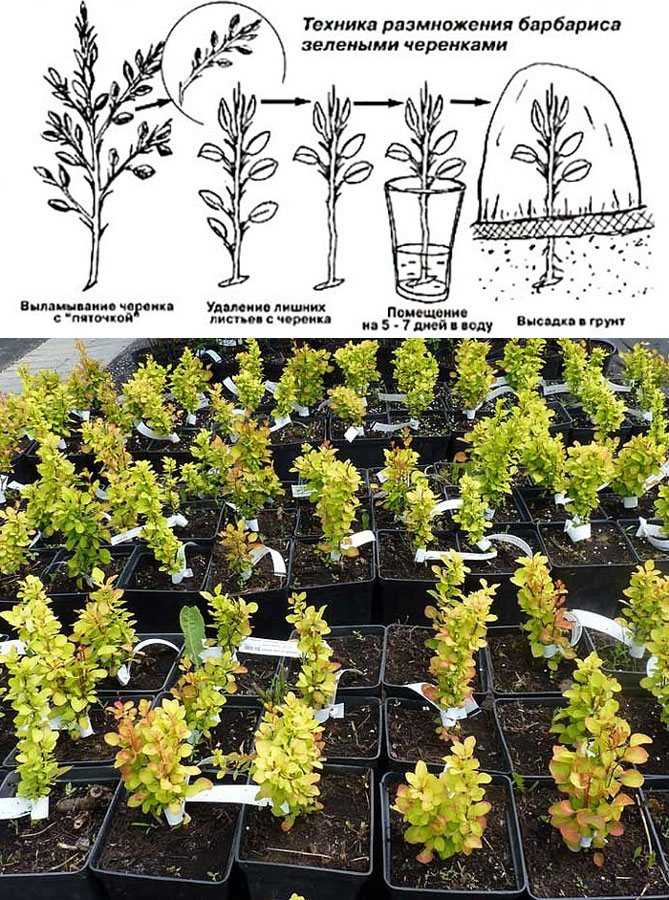 Кортадерия: посадка и уход в открытом грунте, выращивание из семян