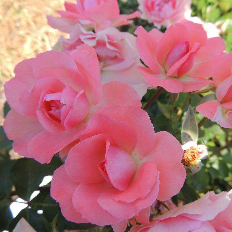 Розы шрабы сорта и особенности - дачная жизнь