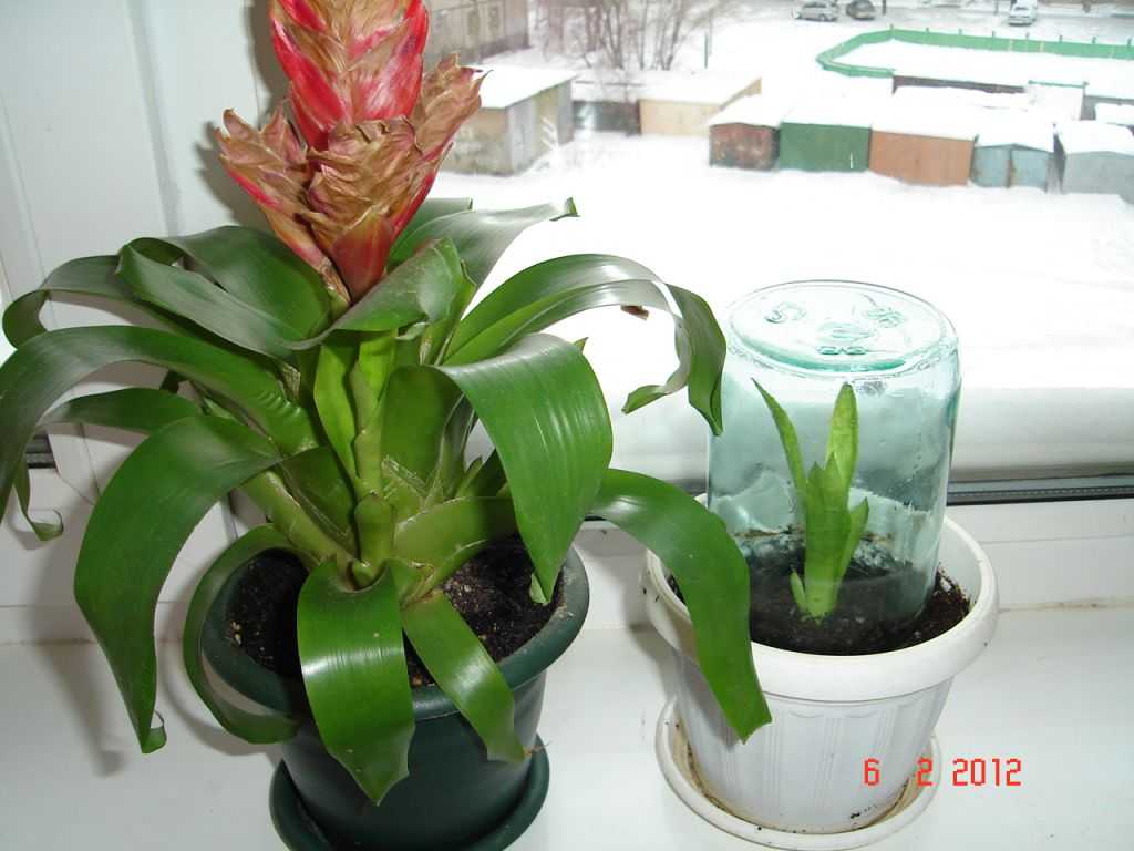 Вриезия — уход в домашних условиях и виды комнатного растения