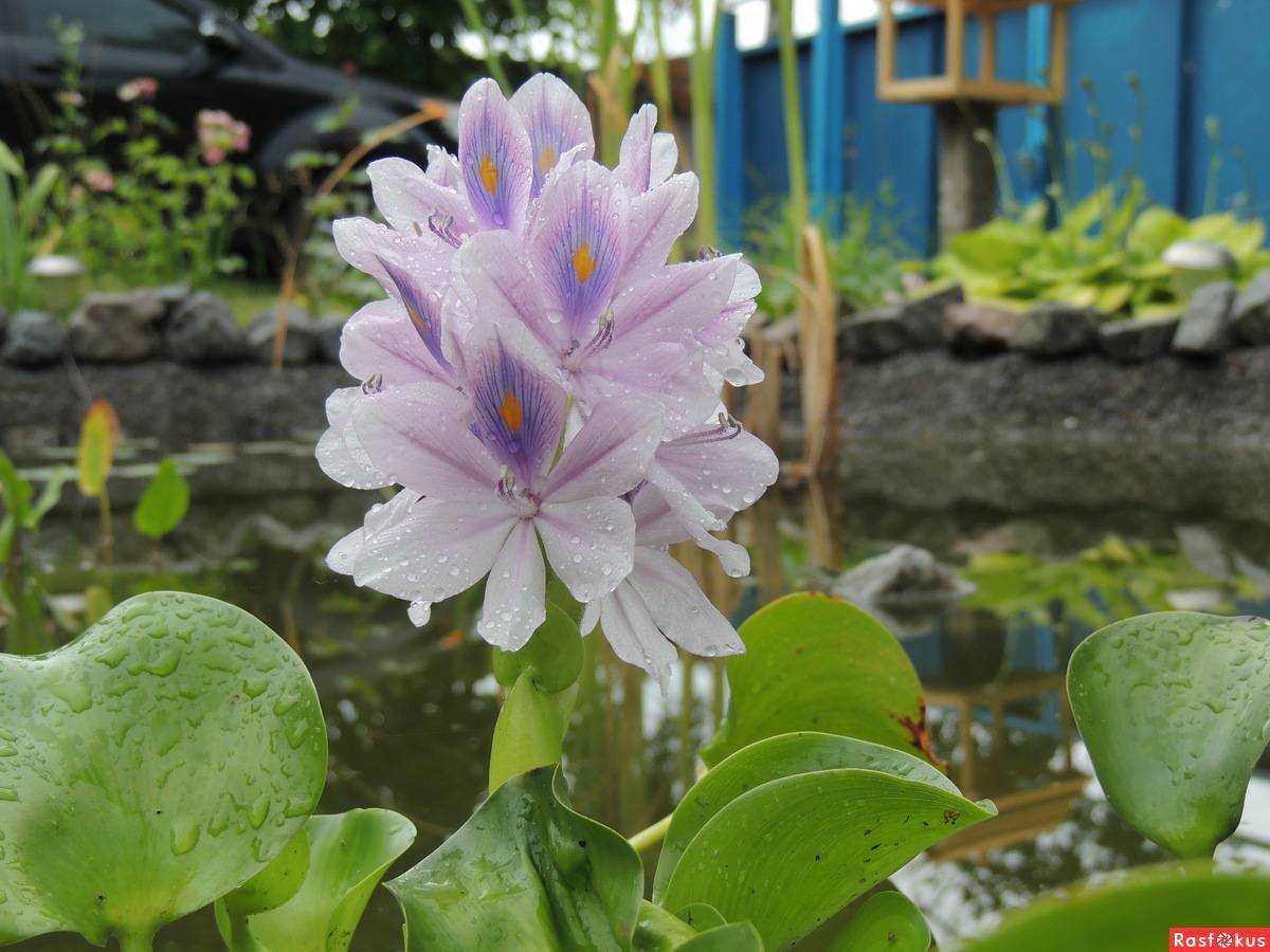 Водный гиацинт: посадка и уход в пруду, фото растения для водоёмов, как сохранить зимой в домашних условиях, как вырастить в аквариуме